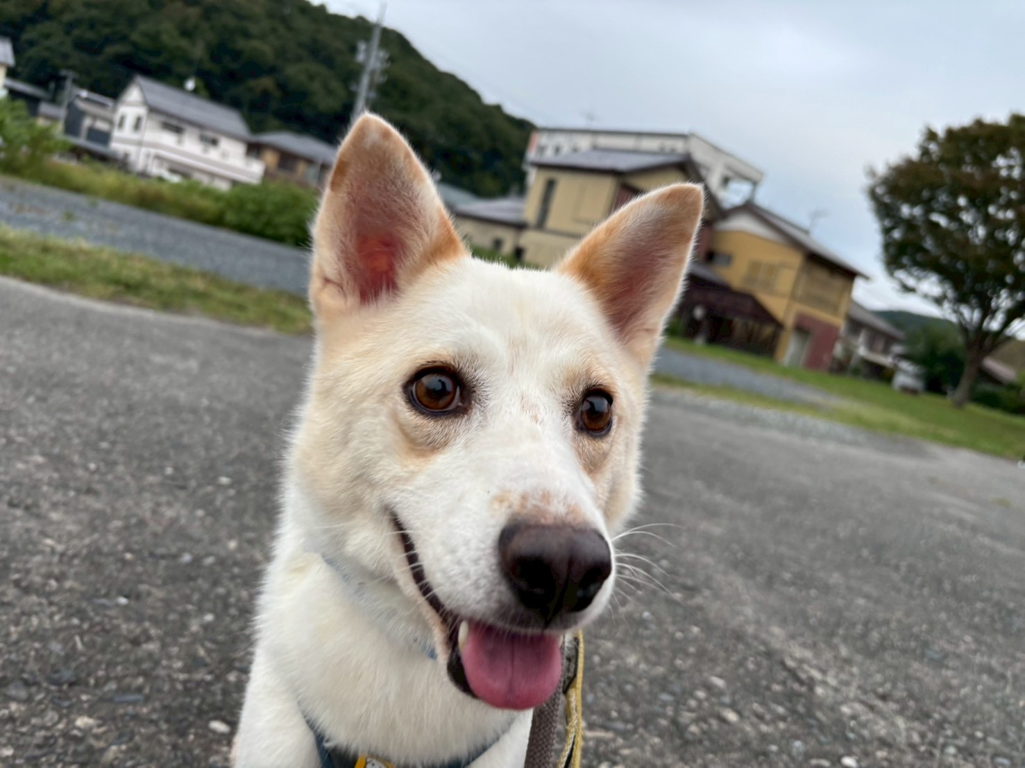 ジュビイ