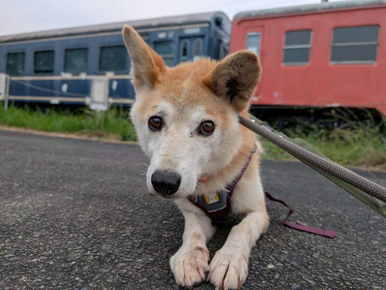 犬種不明