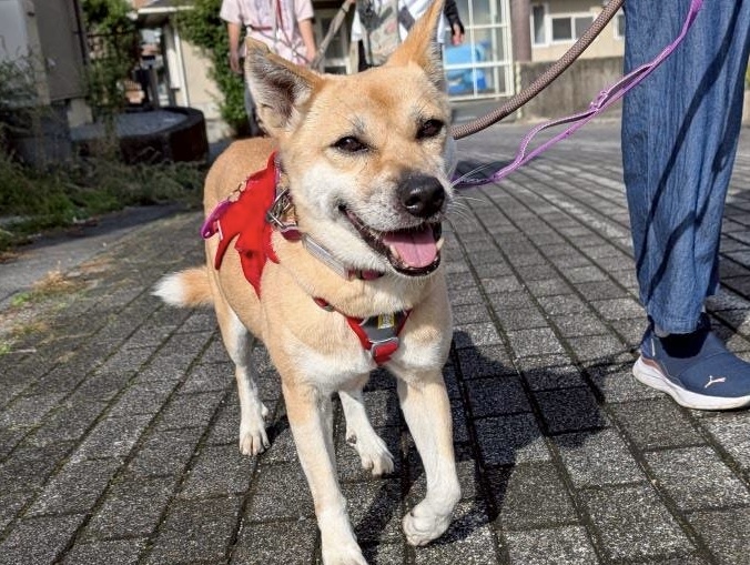 犬種不明
