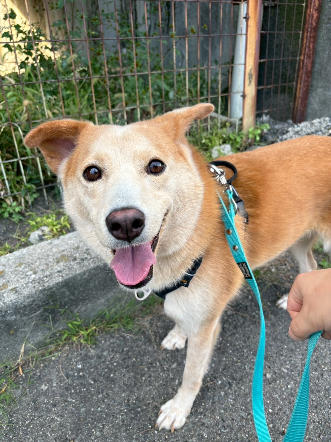 犬種不明