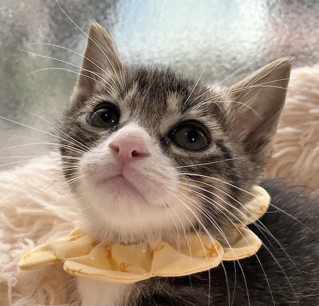 登録している生体