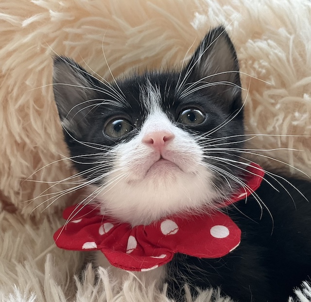 登録している生体