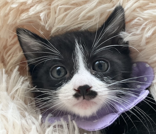 登録している生体