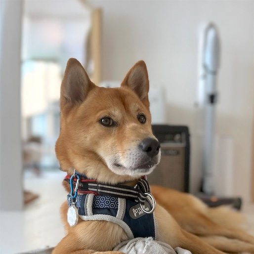 喜八（きはち）