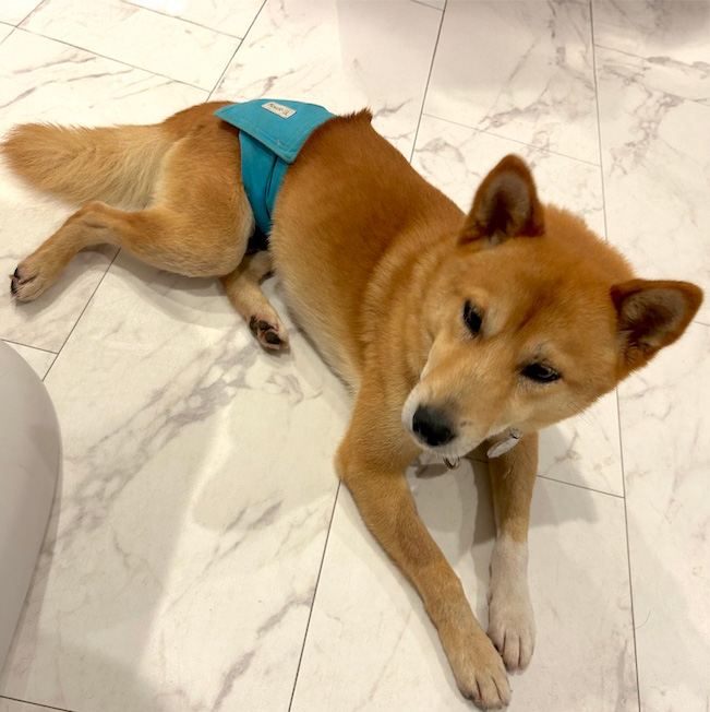 喜八（きはち）