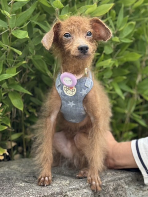 トイ・プードル