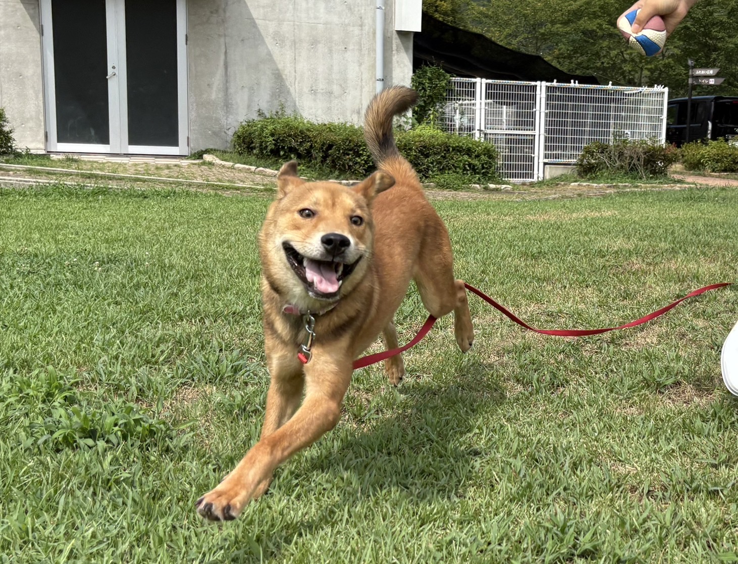 Ｄ２５０１７６