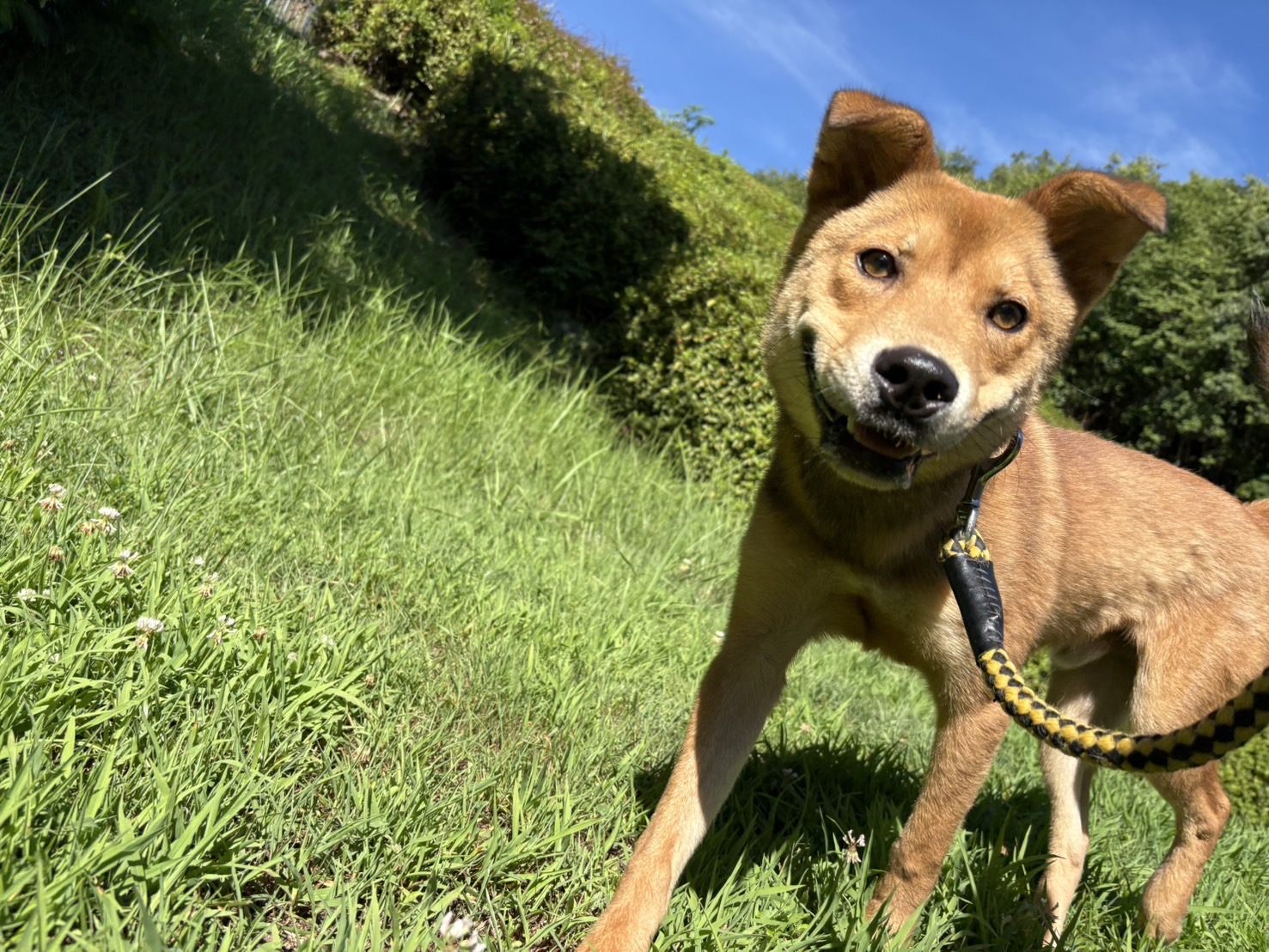 Ｄ２５０１７６