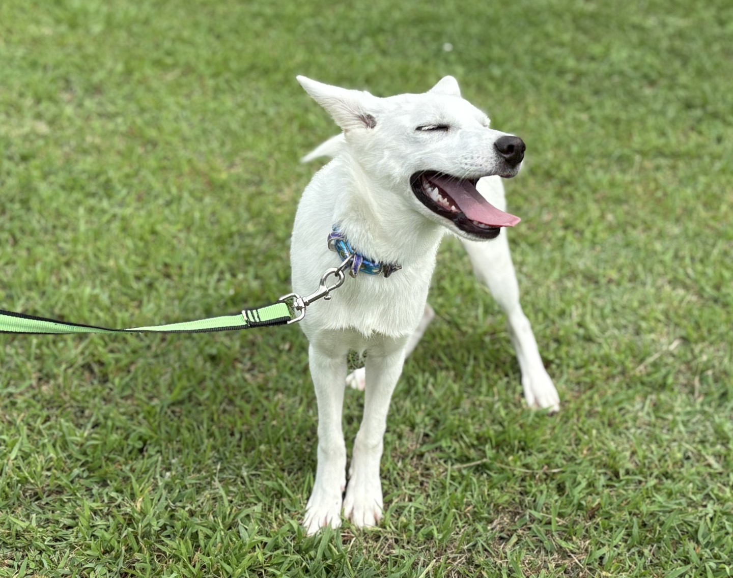 Ｄ２５０１６１