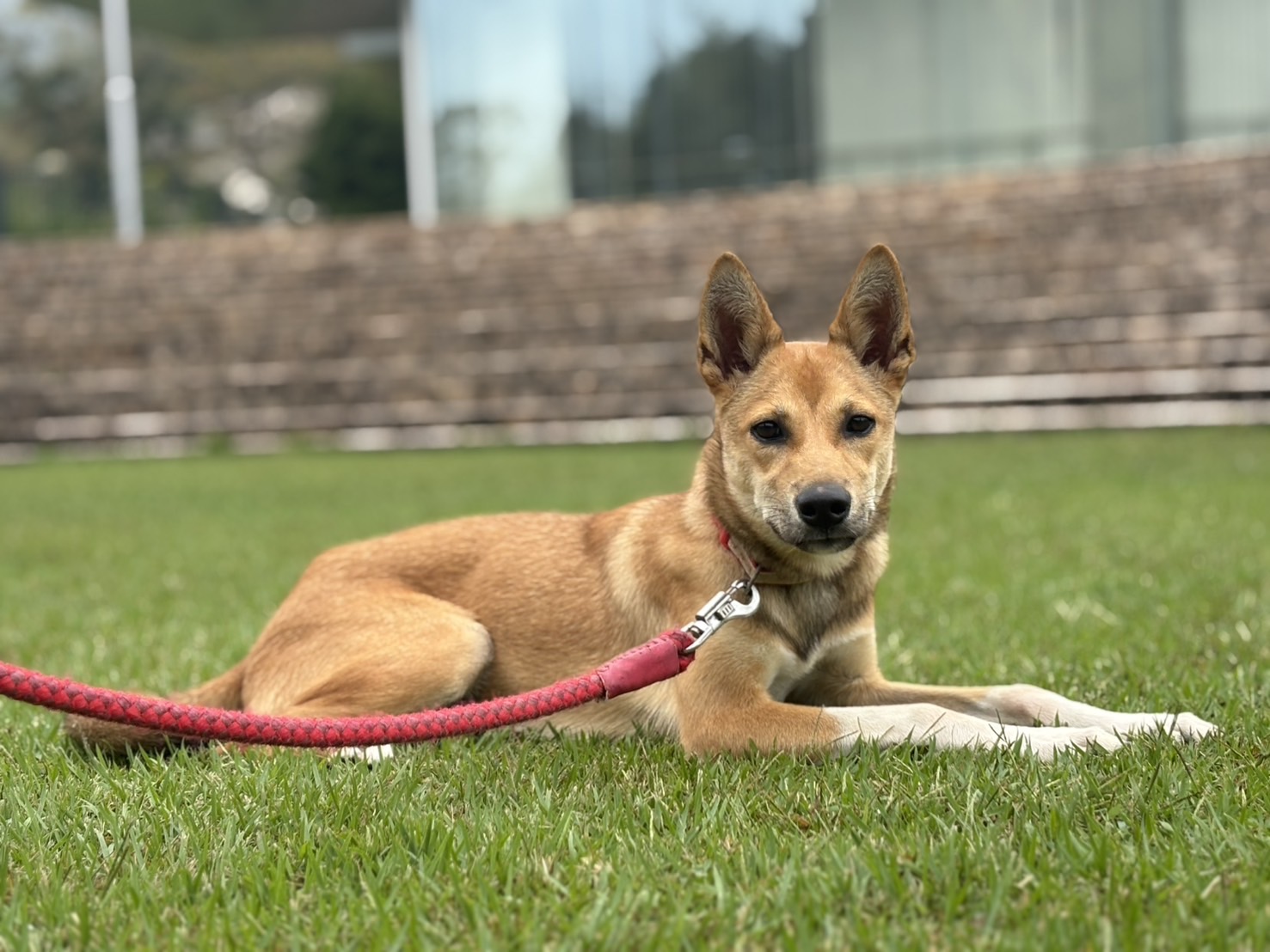 Ｄ２５０１５５