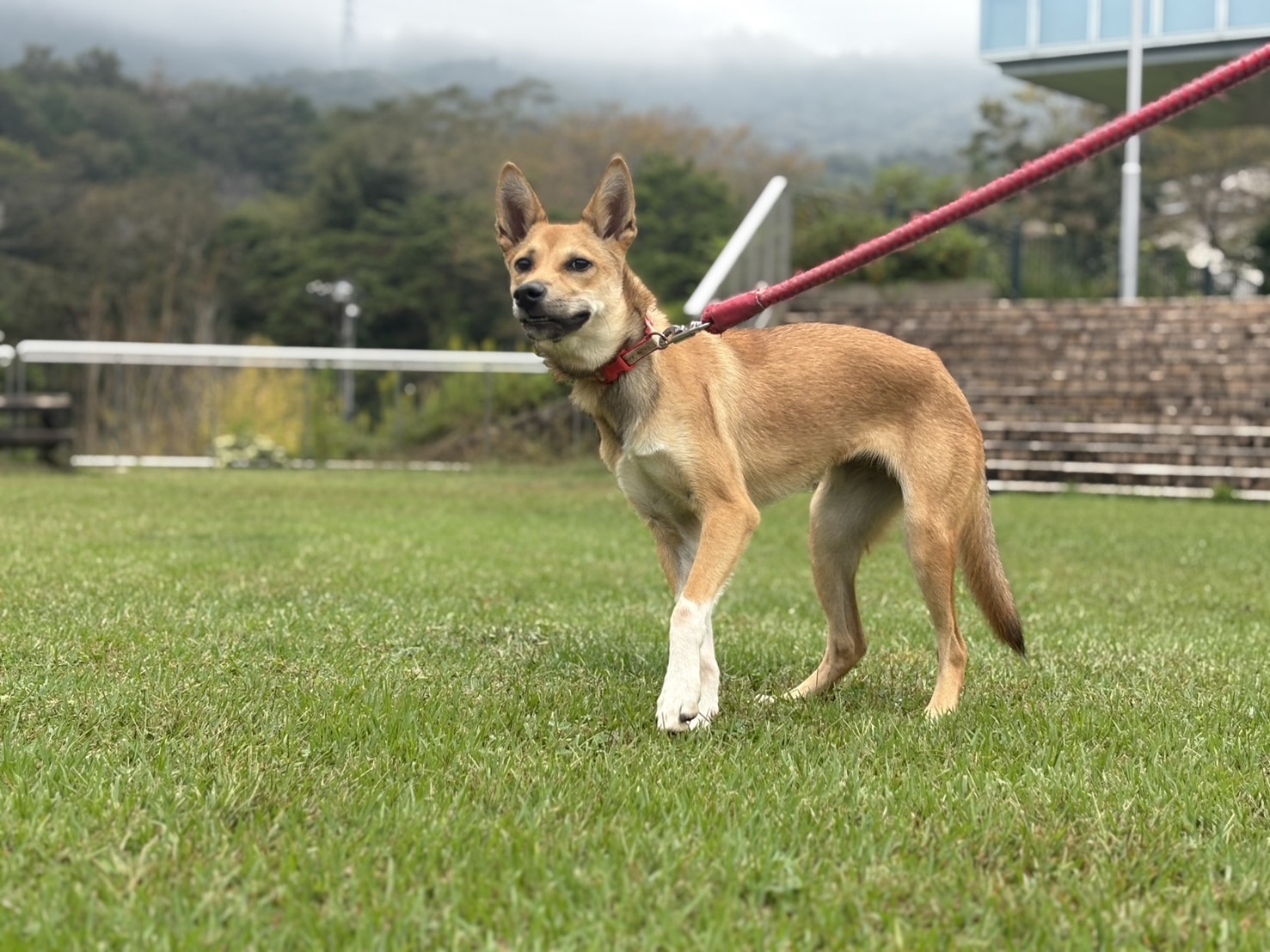 Ｄ２５０１５５