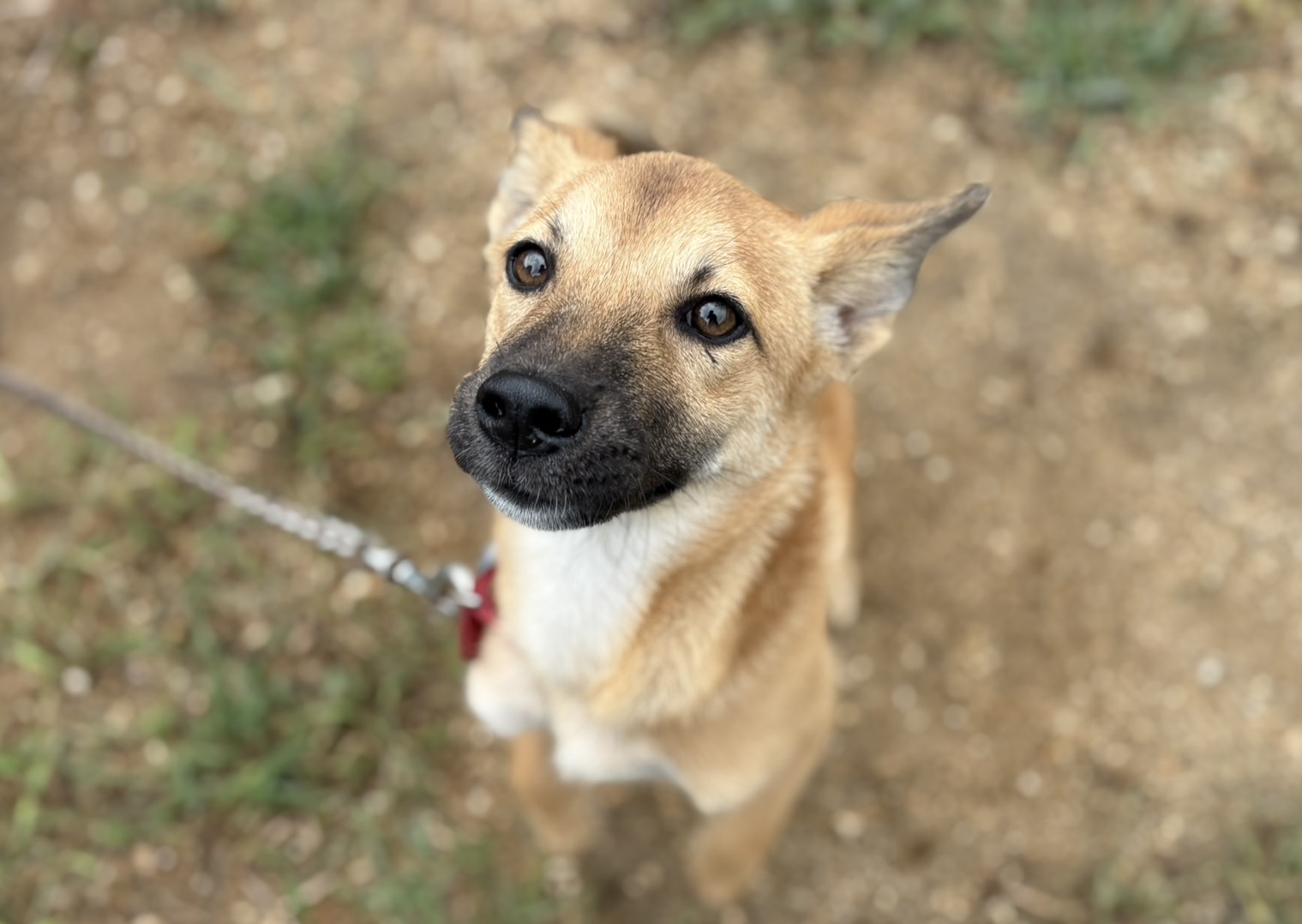 登録している生体