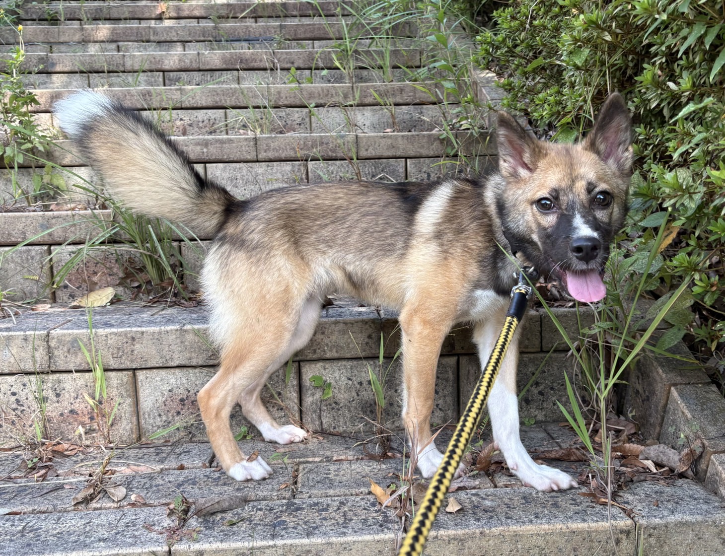 登録している生体