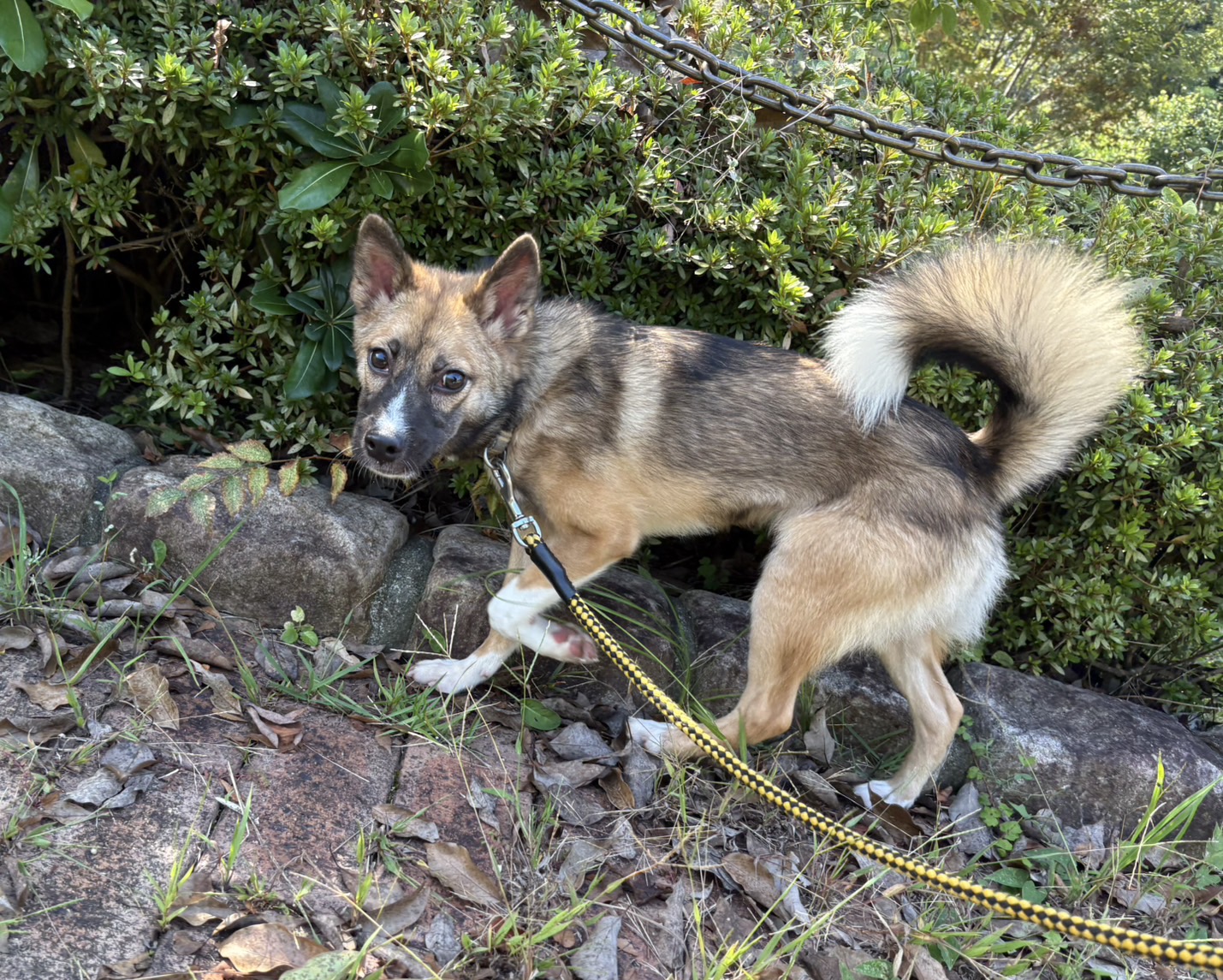 Ｄ２５０１５７