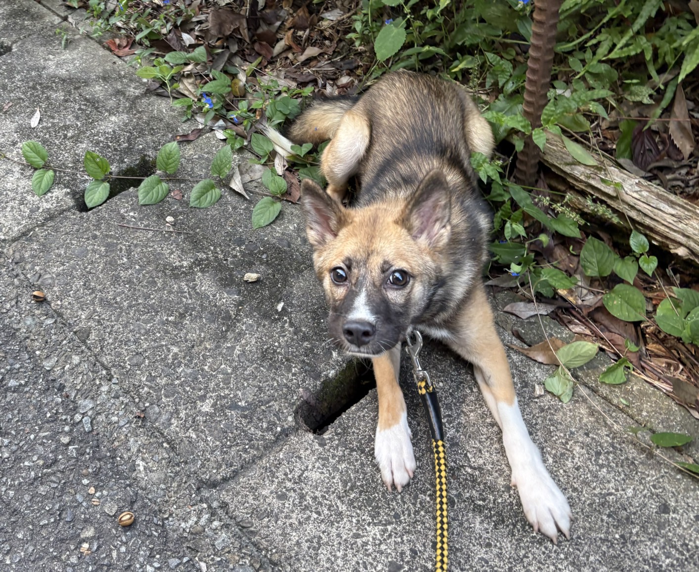 Ｄ２５０１５７