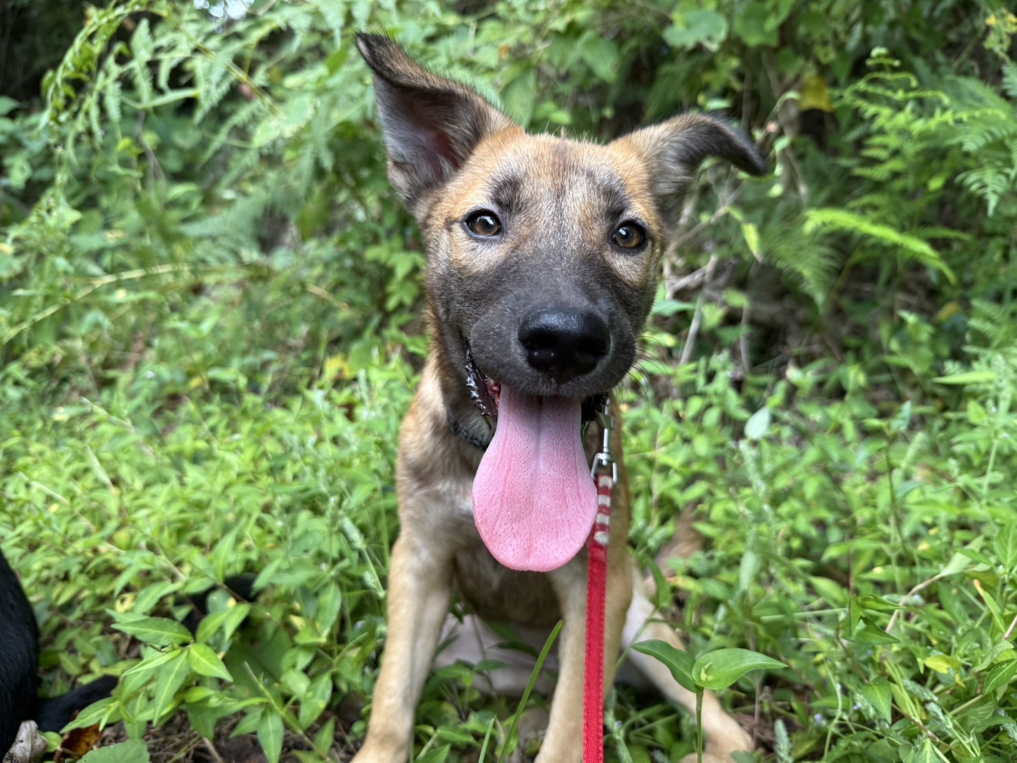 登録している生体