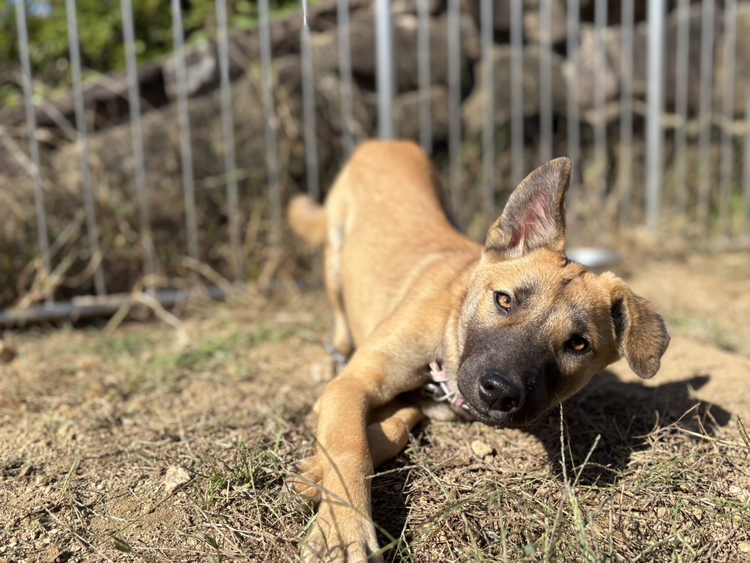 Ｄ２５０１７８