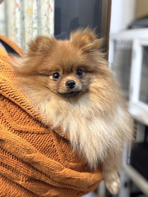 ポメラニアン