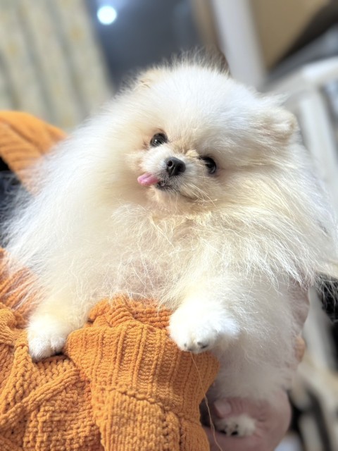 ポメラニアン