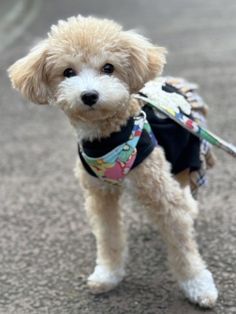 トイ・プードル