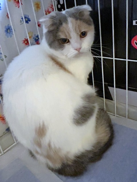 登録している生体