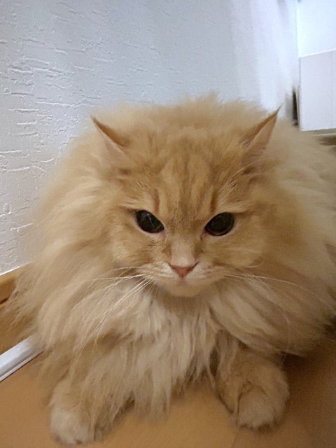 登録している生体