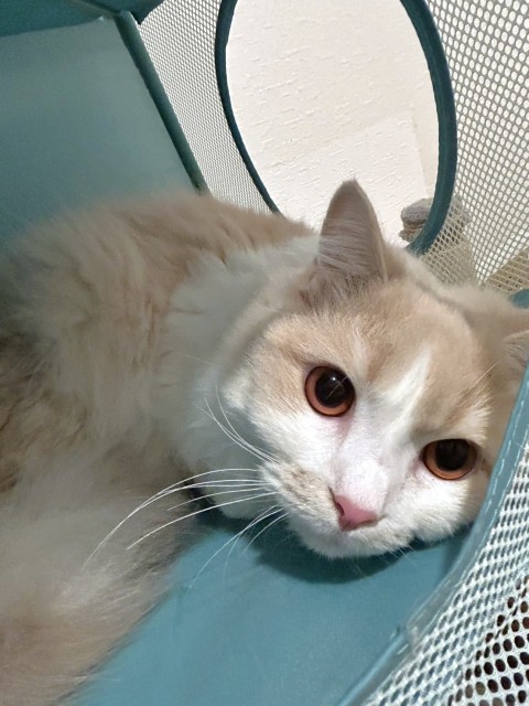 登録している生体