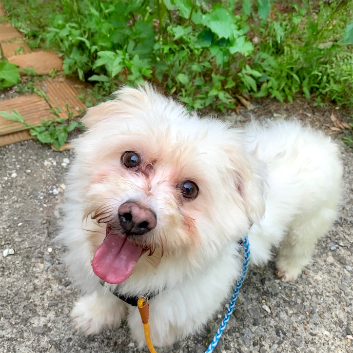 登録している生体