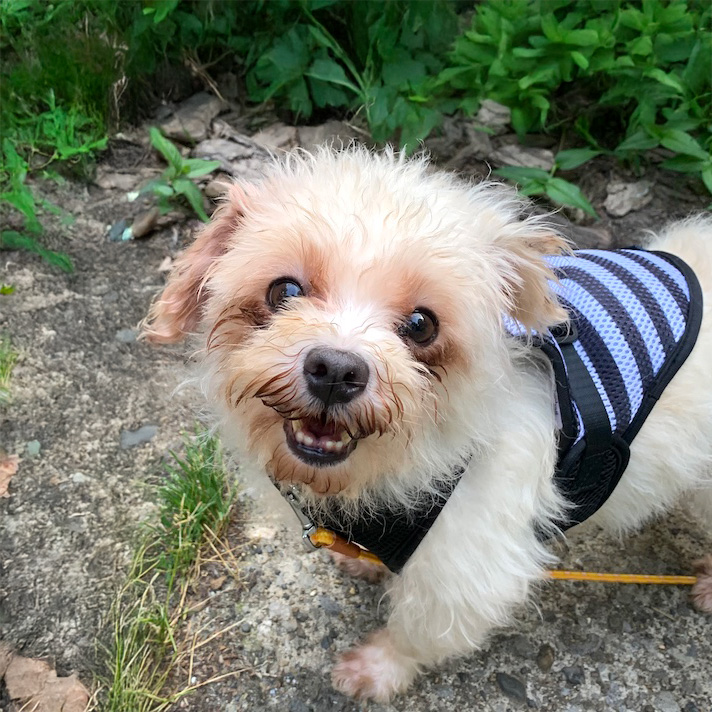 登録している生体