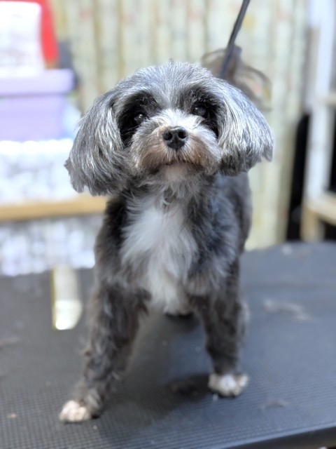 登録している生体