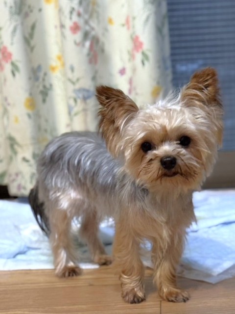 ヨークシャー・テリア