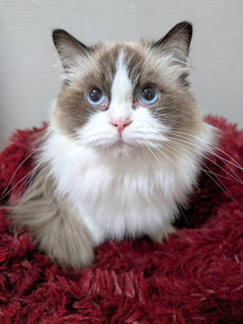 登録している生体