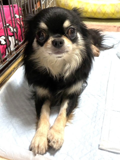 登録している生体