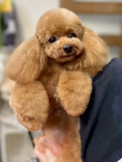 トイ・プードル