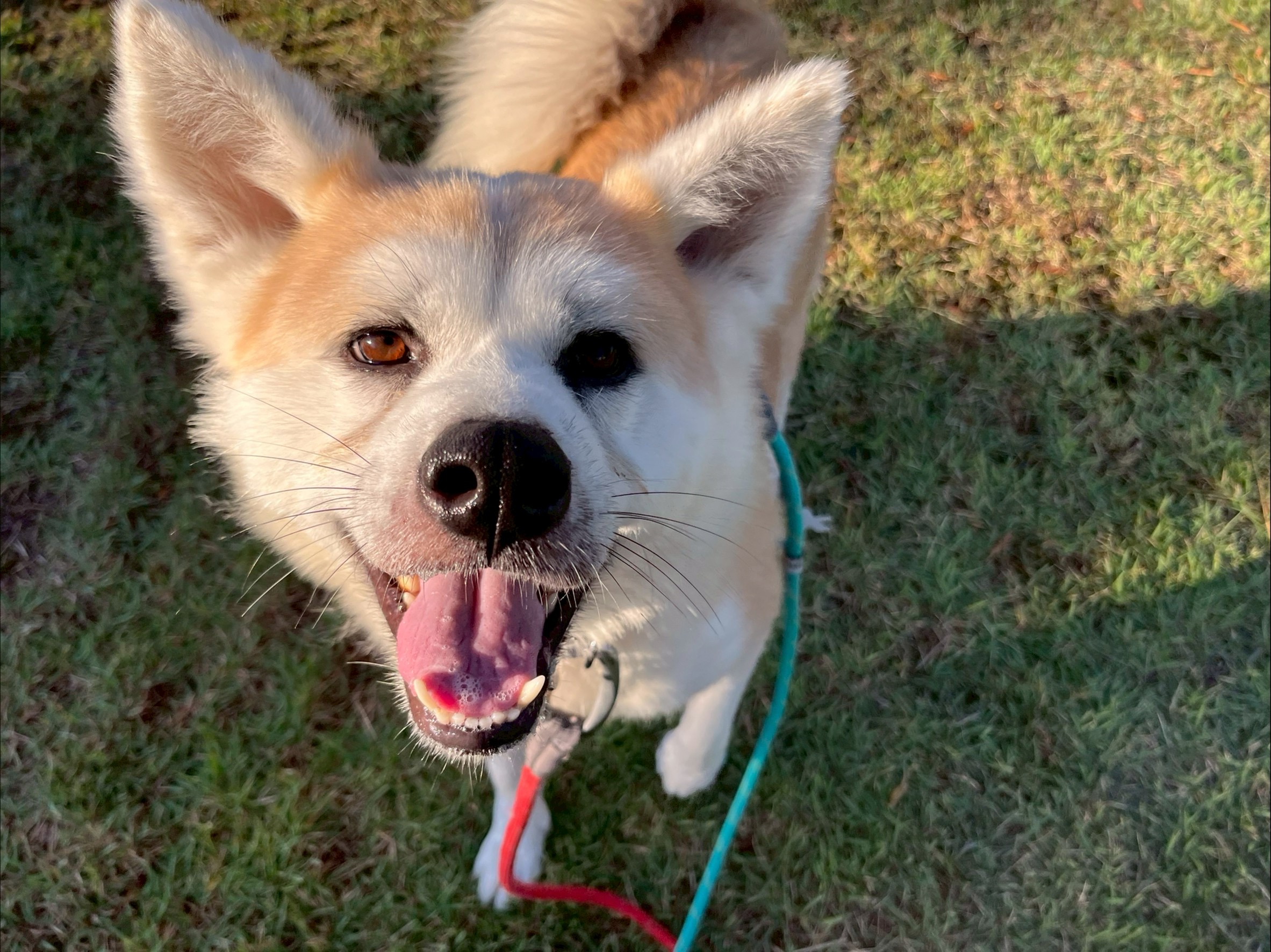 登録している生体