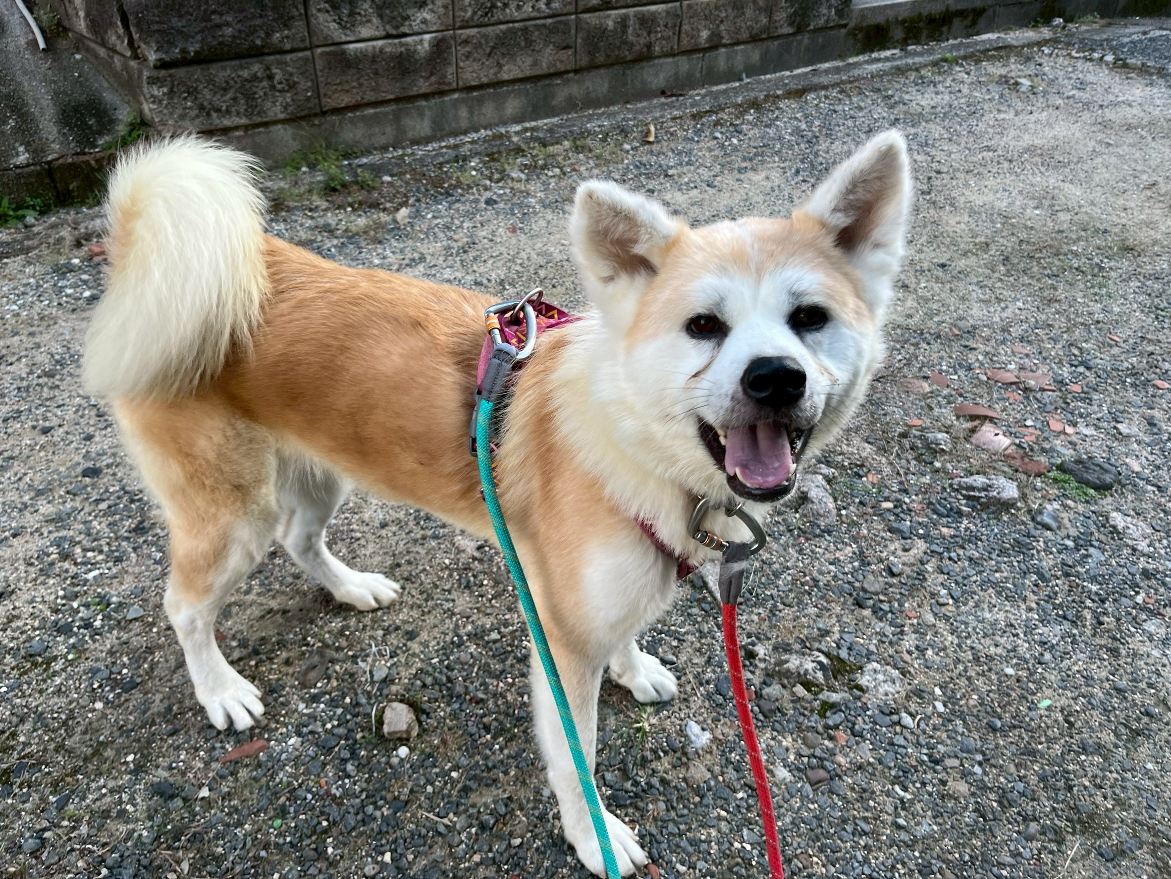 もちきんちゃく