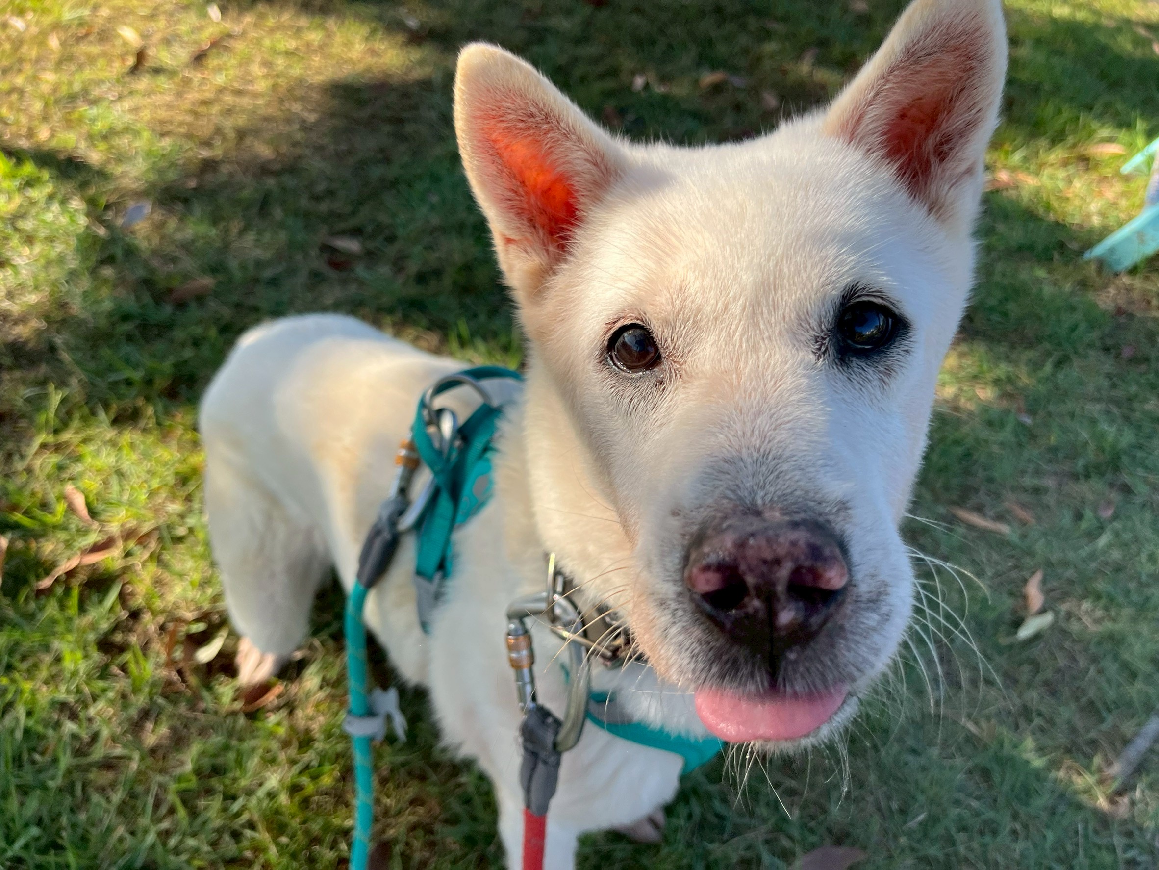 登録している生体