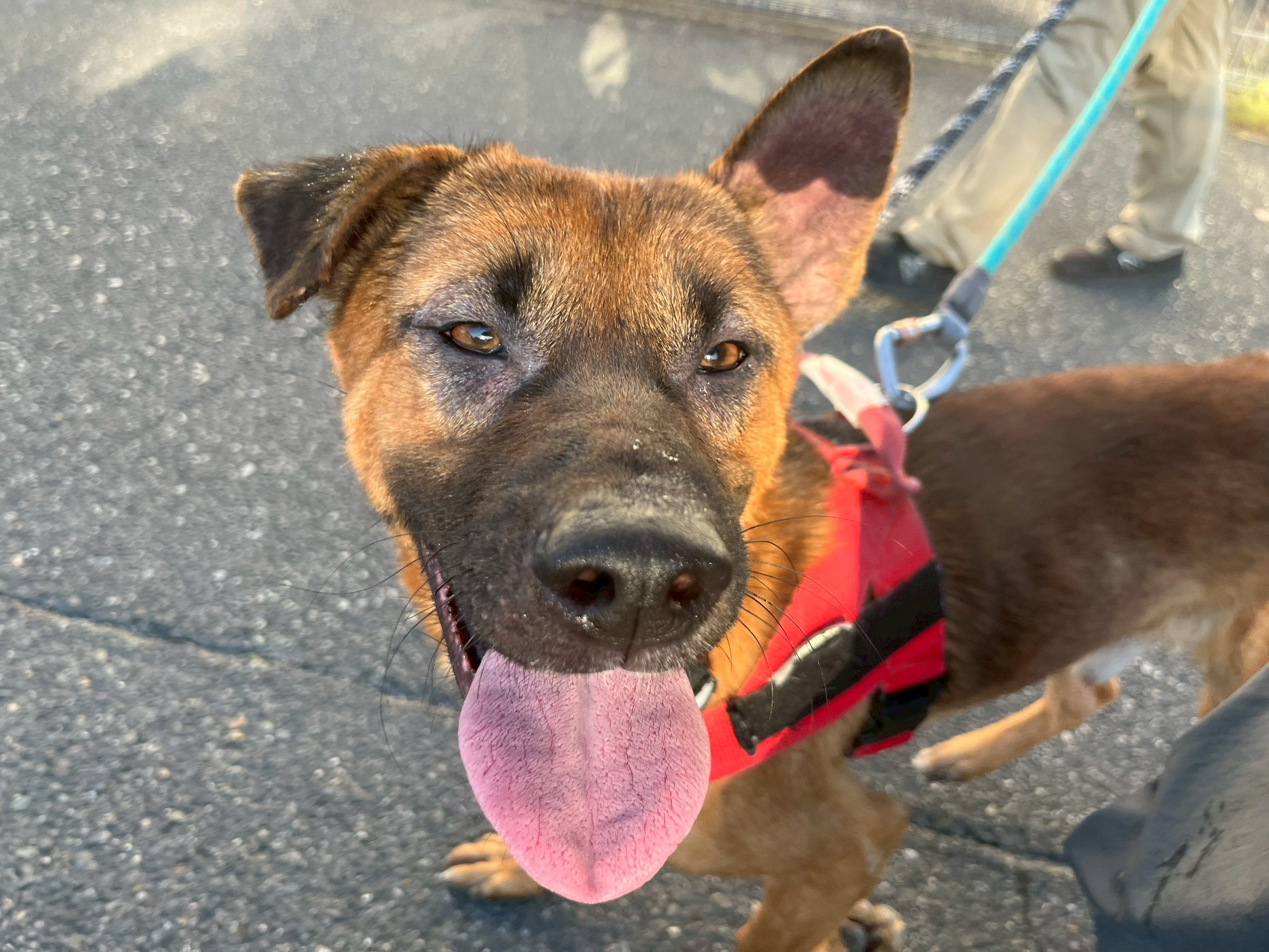 登録している生体