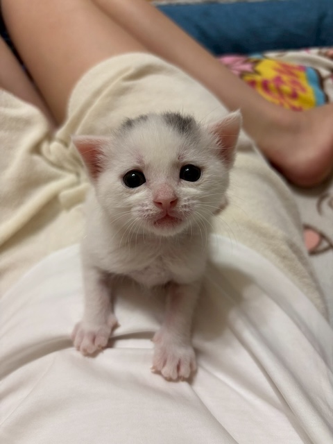 登録している生体