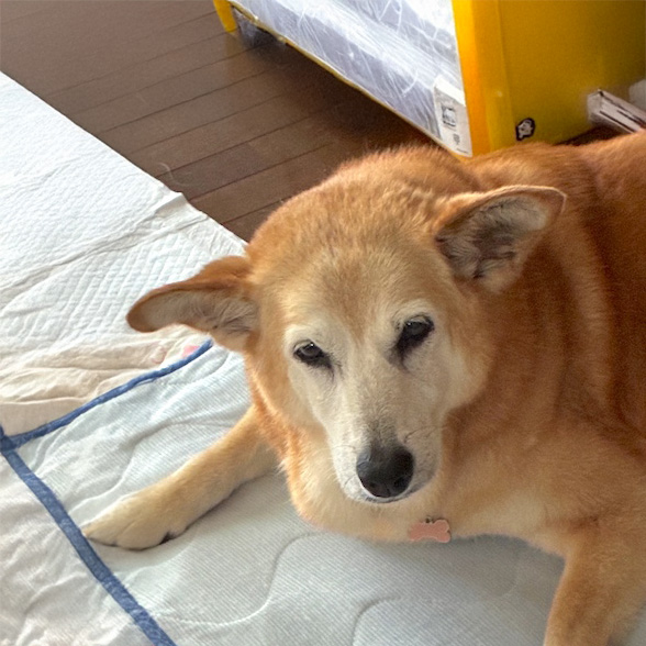 登録している生体