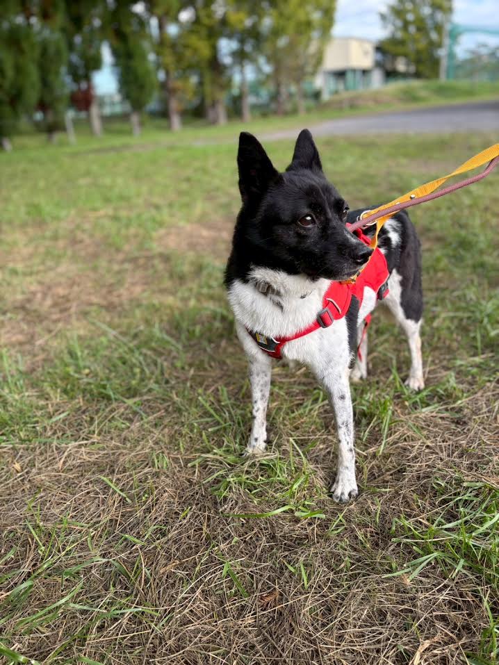 登録している生体