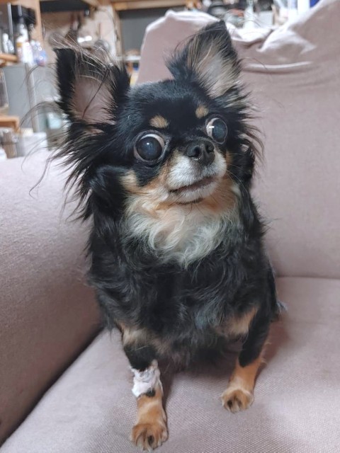 好花（このあ）