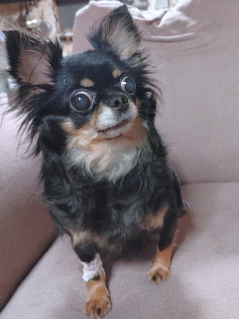 好花（このあ）