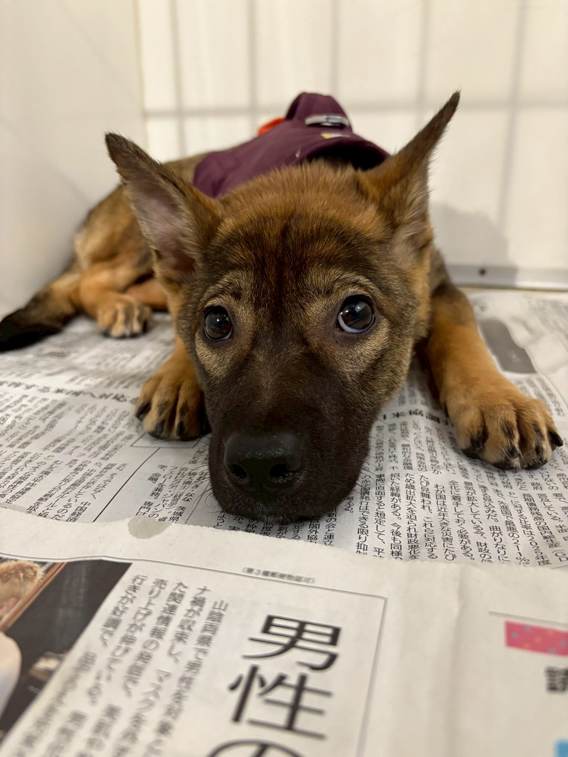 愛珠（あんじゅ）