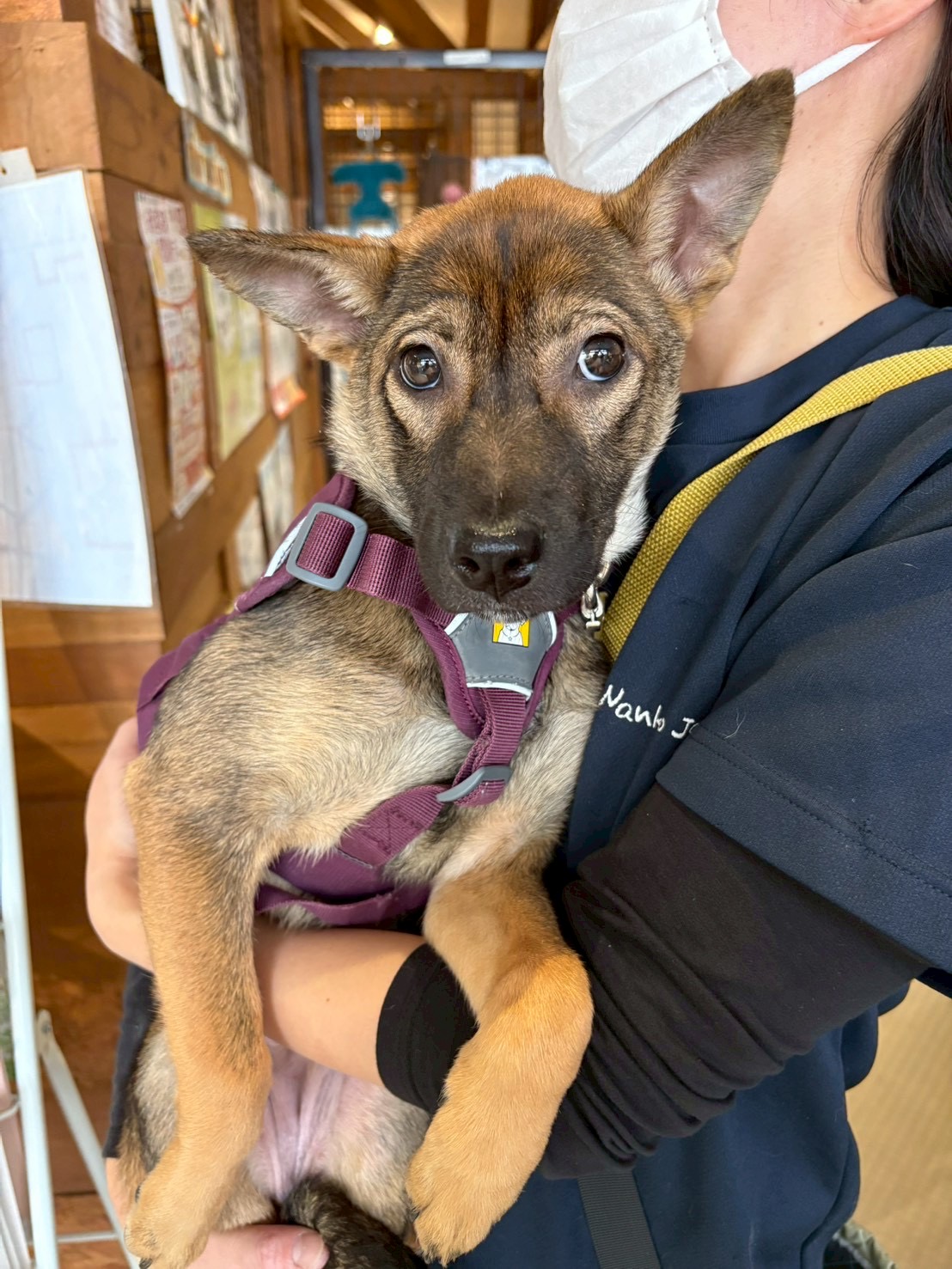 愛珠（あんじゅ）