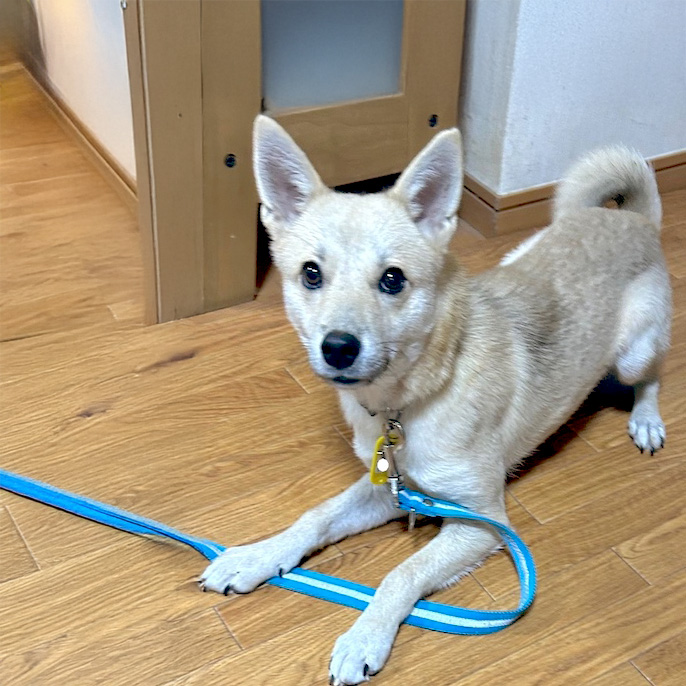 登録している生体