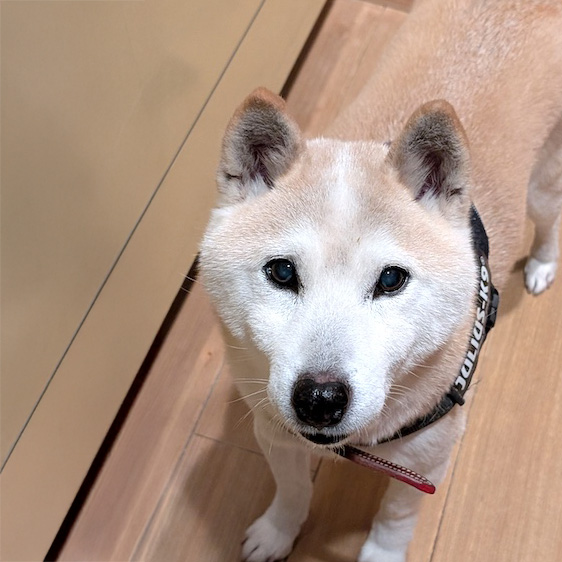 輪太郎（りんたう）