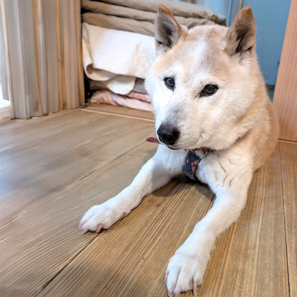 輪太郎（りんたう）