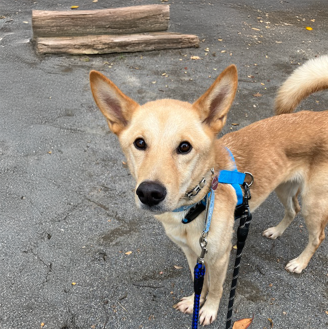 登録している生体