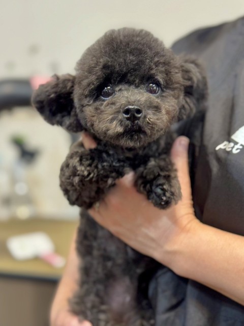 トイ・プードル